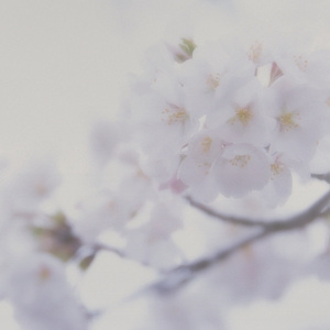 欧美成人一二三区
